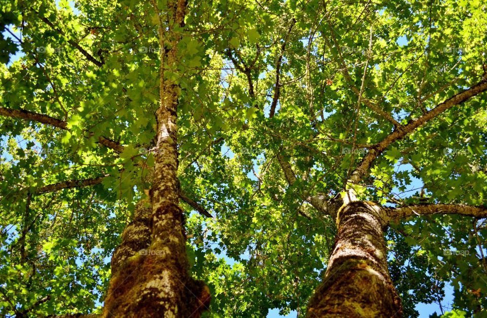 Low angle view of trees