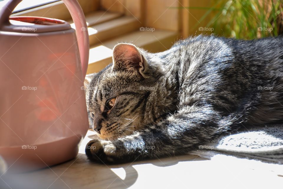 Cat plays with watering can