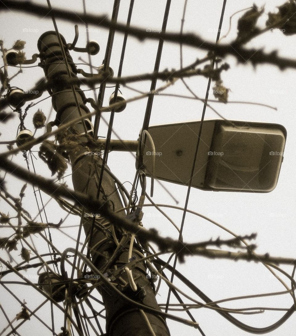 city tree up streetlamp by juliar