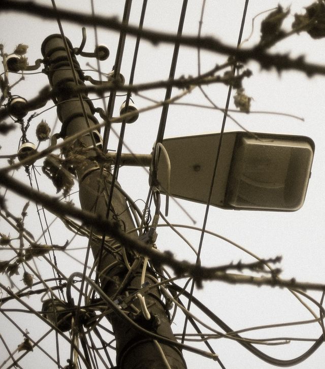 city tree up streetlamp by juliar