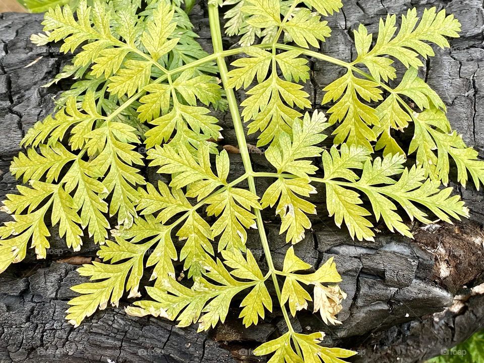 Bright yellow-green leaves against a charred log