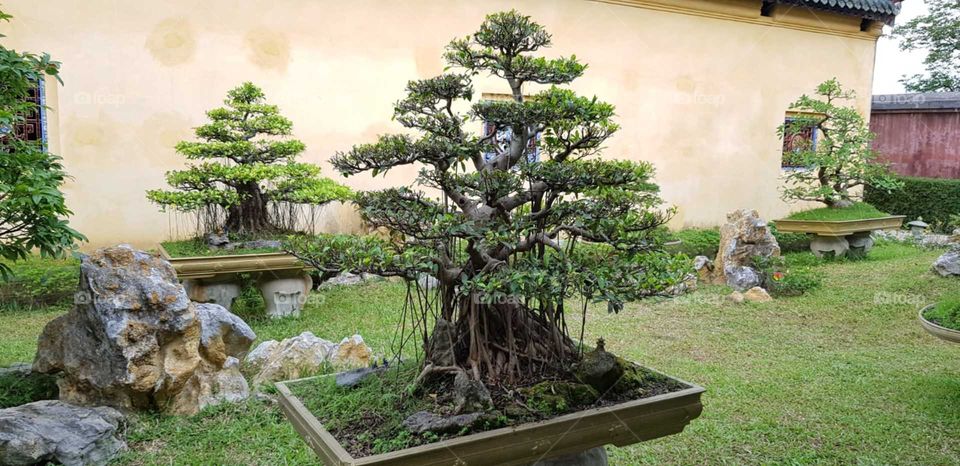 Bonsai tree