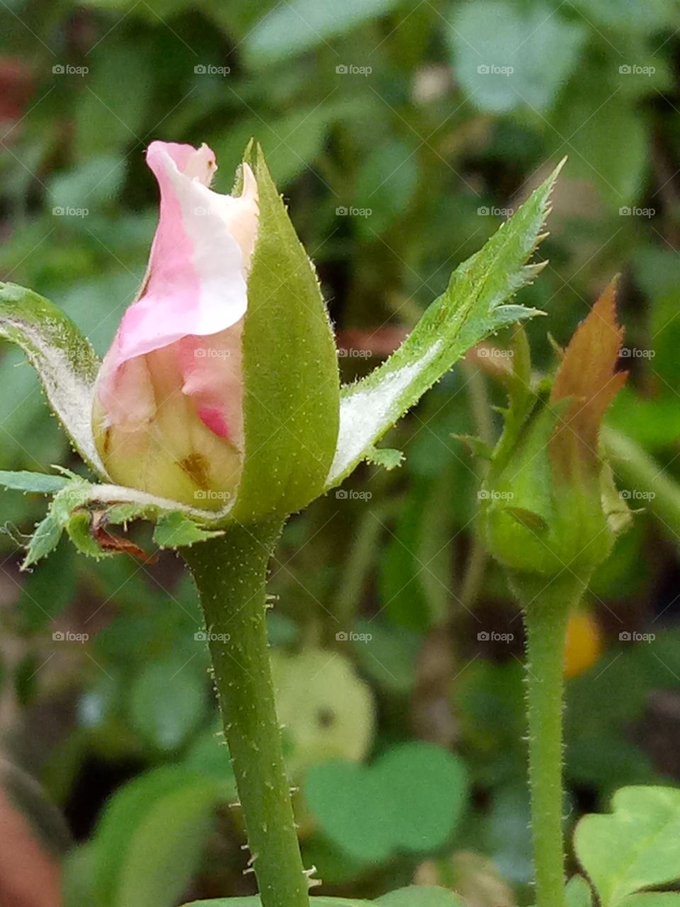 nice rose buds