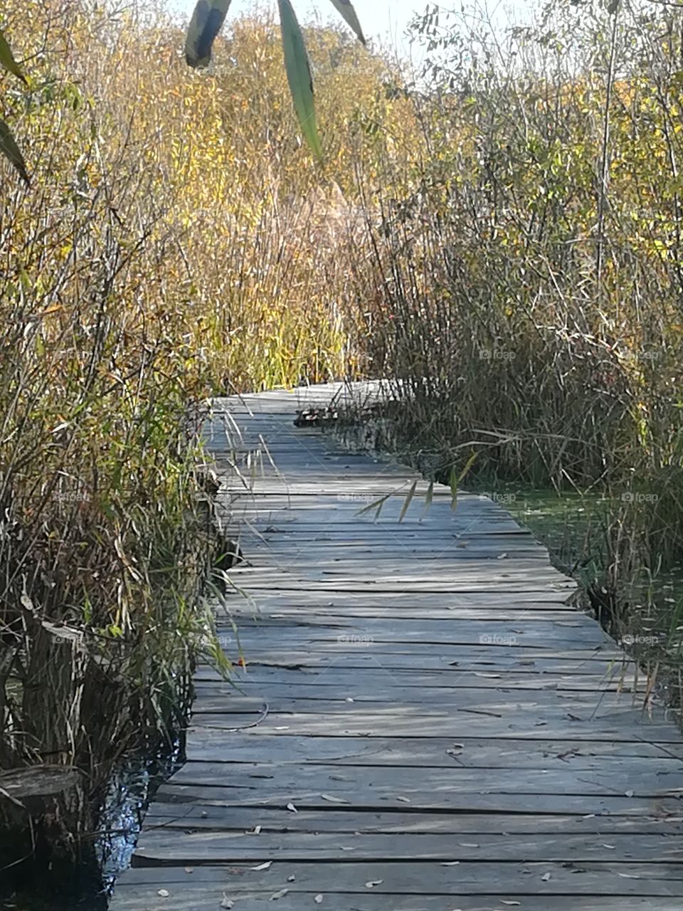 Brücke Schilf Holz Natur Herbst