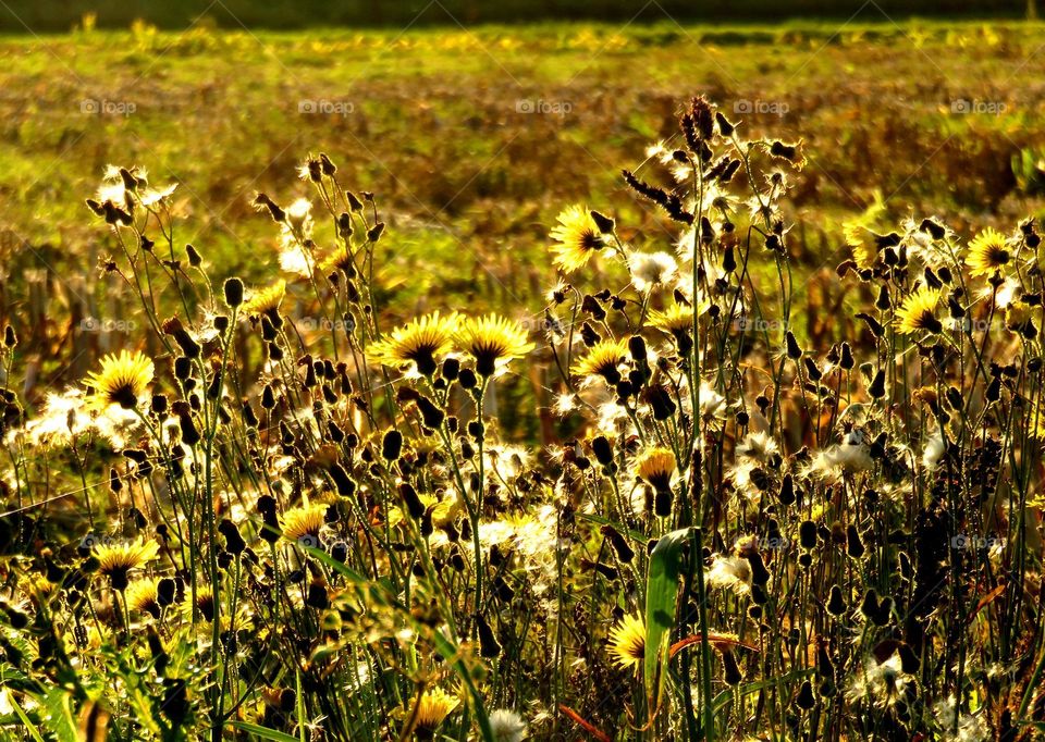 flowers in sunset