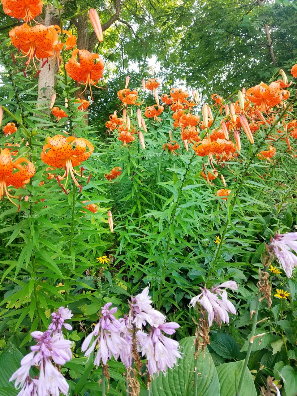 tiger lilies and hosta
