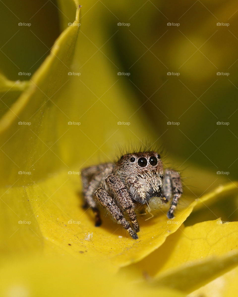 Jumping spider wrapped in a yellow leaf with an aphid catch