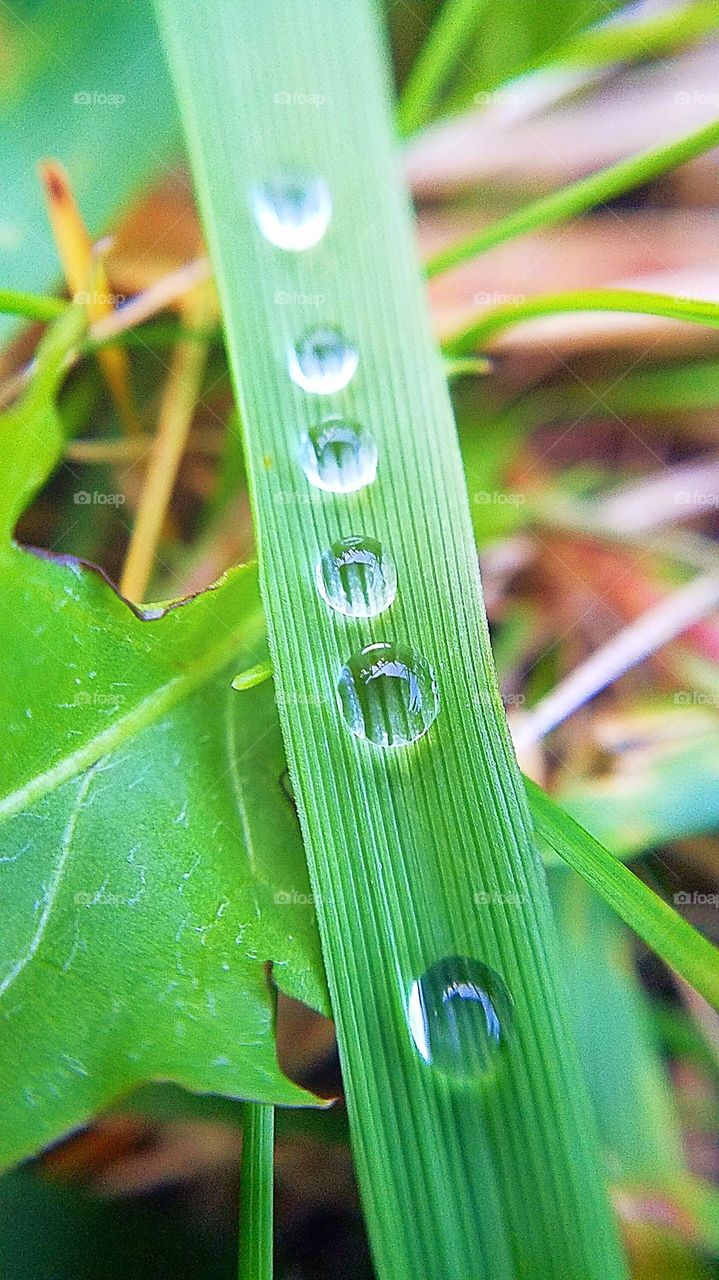After the rain,  perfect drops lay on the blade of grass in a row