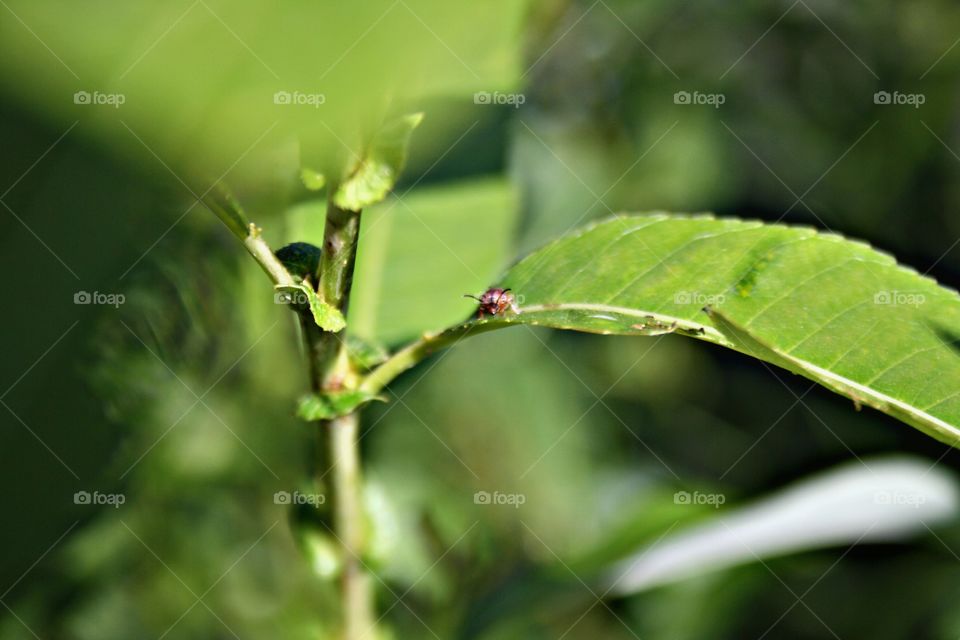 Beetle on plants