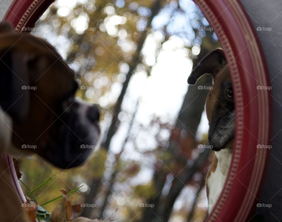 Looking at you; My Boxer, Tucker, very confused by my mirror; but gave me a great reflection of him staring at me. 