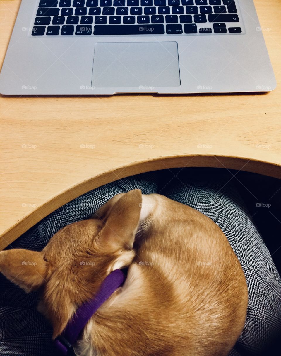 Office Dog: sleeping While working on laptop 