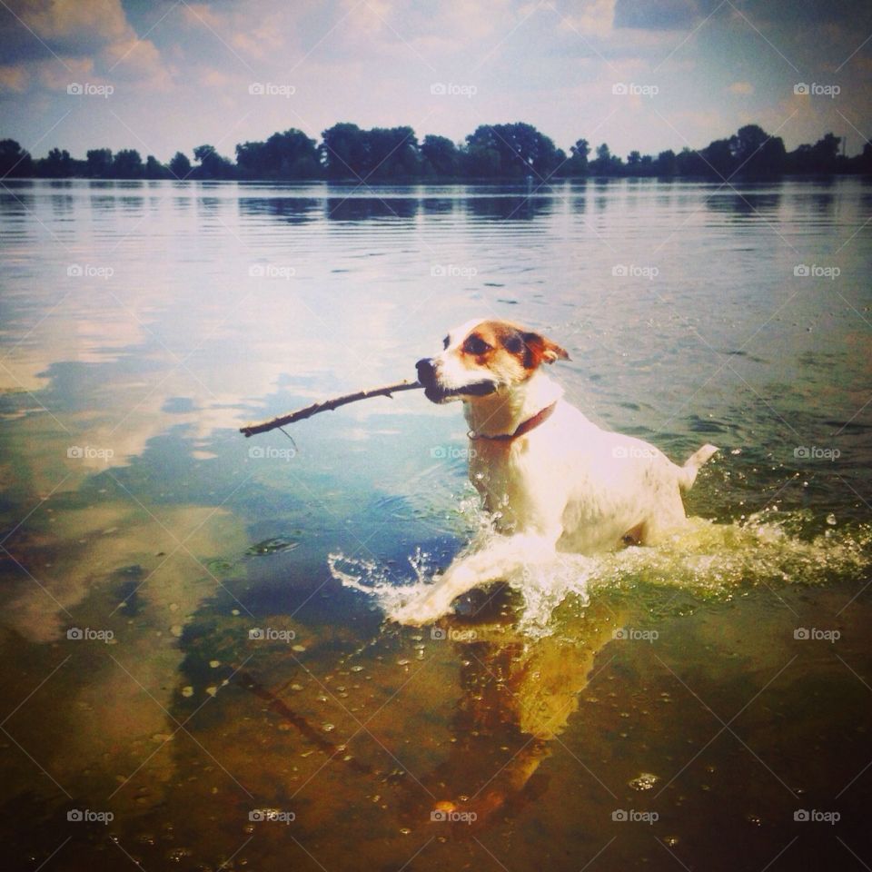 Cheerful dog in the river 