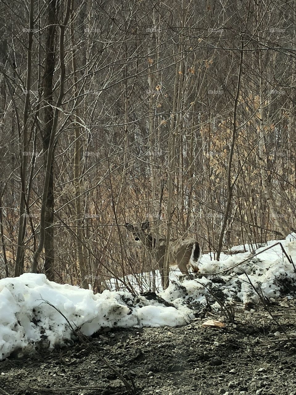A deer thinks it’s camouflaged by the road