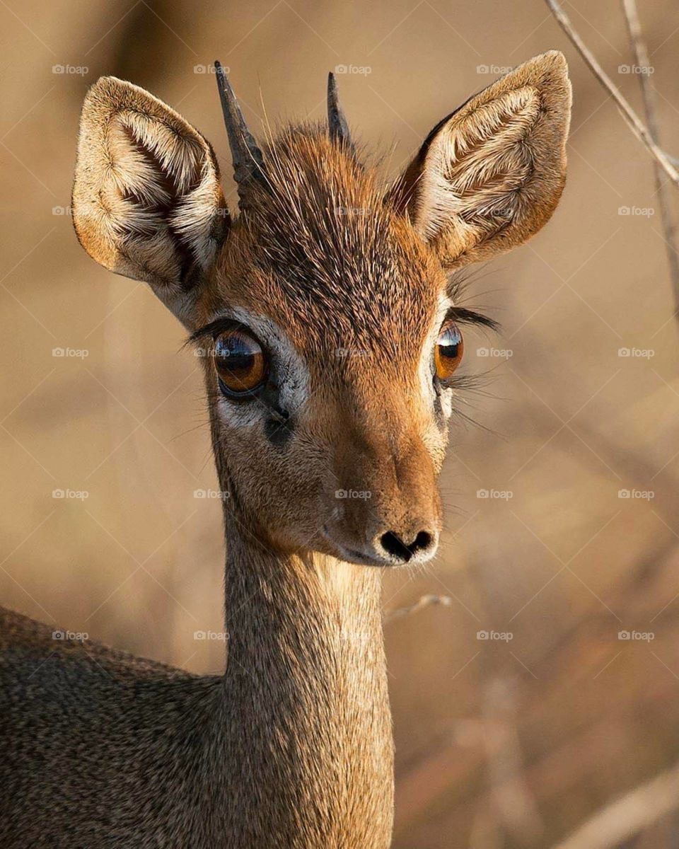 What is special about a deer?

Deer is a wild animal that belongs to the Cervidae family. It is in the order of Artiodactyla, which means mammals with even toe hooves with each one of their foot having two small and two large hooves.