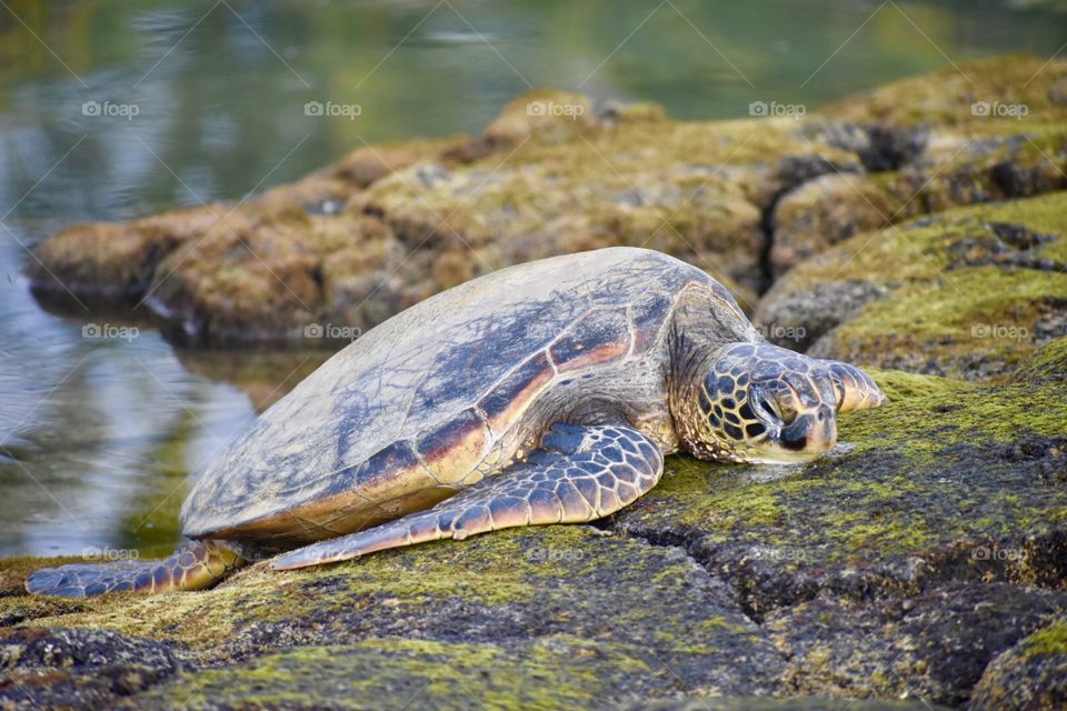 Sea turtle on the lava rocks
