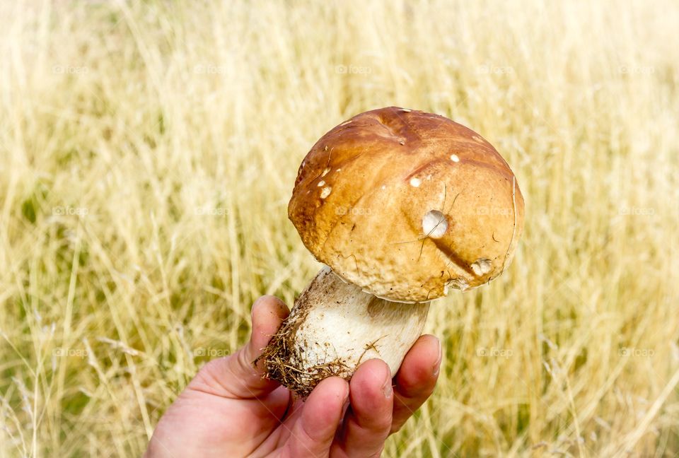 Hand holding mushroom . Hand holding mushroom with grass field background 