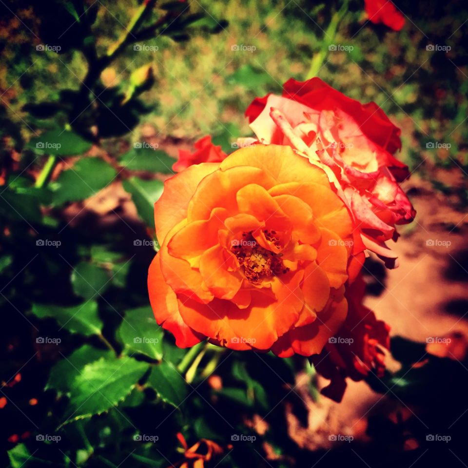 🌹 🇺🇸 Very beautiful flowers to brighten our day.  Live nature and its beauty. Did you like the delicate petals? / 🇧🇷 Flores muito bonitas para alegrar nosso dia. Viva a natureza e sua beleza. Gostaram das pétalas delicadas? 