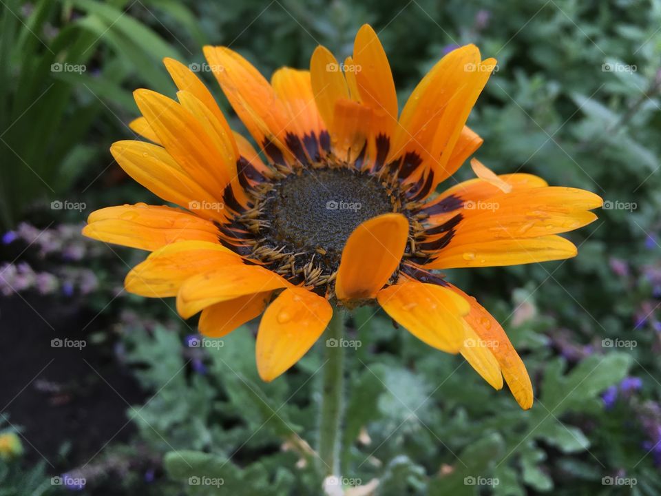 Orange flower 