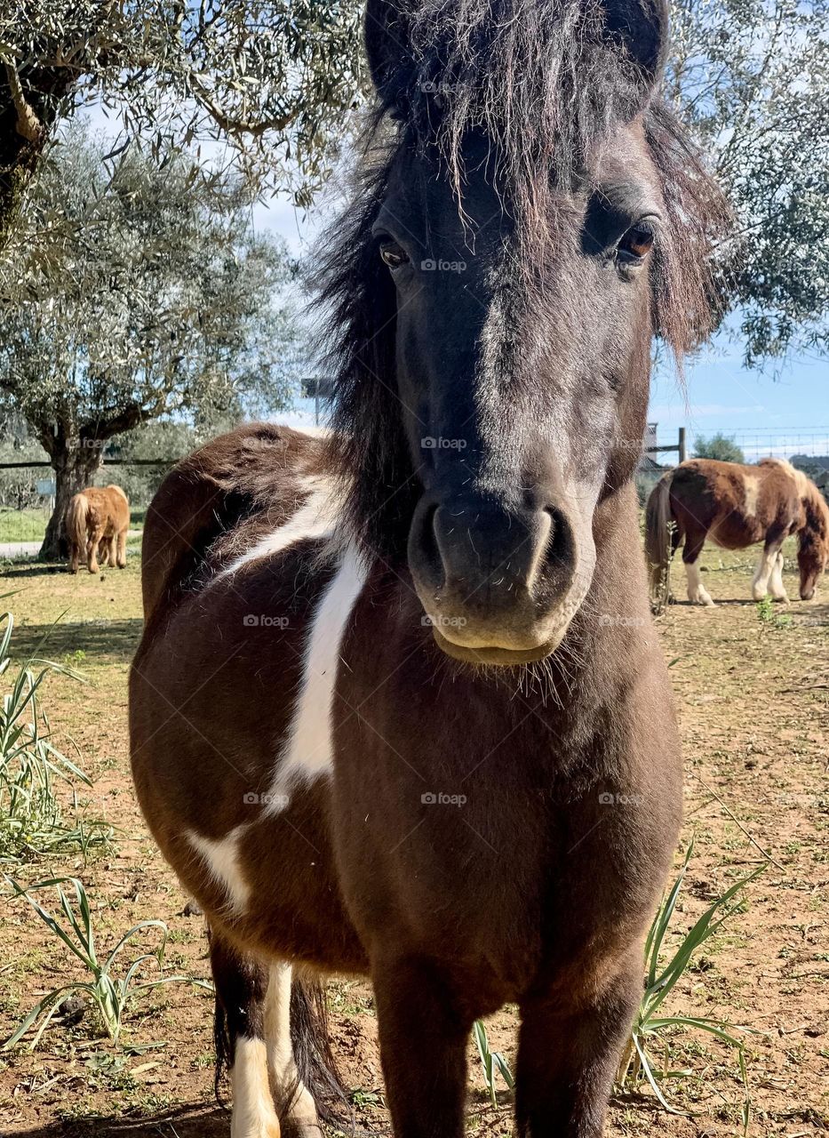 A dark brown pony in a field with other ponies in the distance, on a sunny day