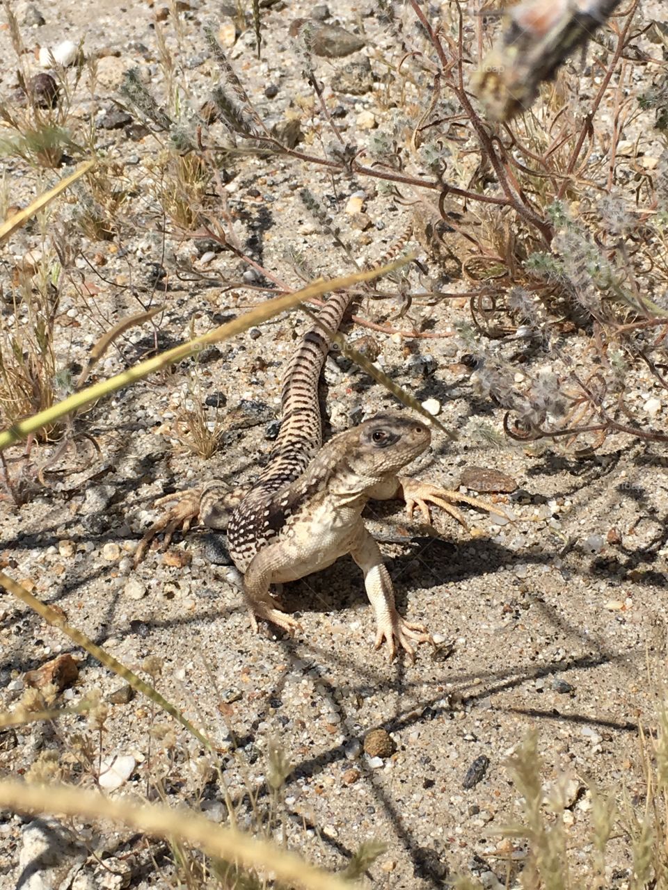 Desert iguana