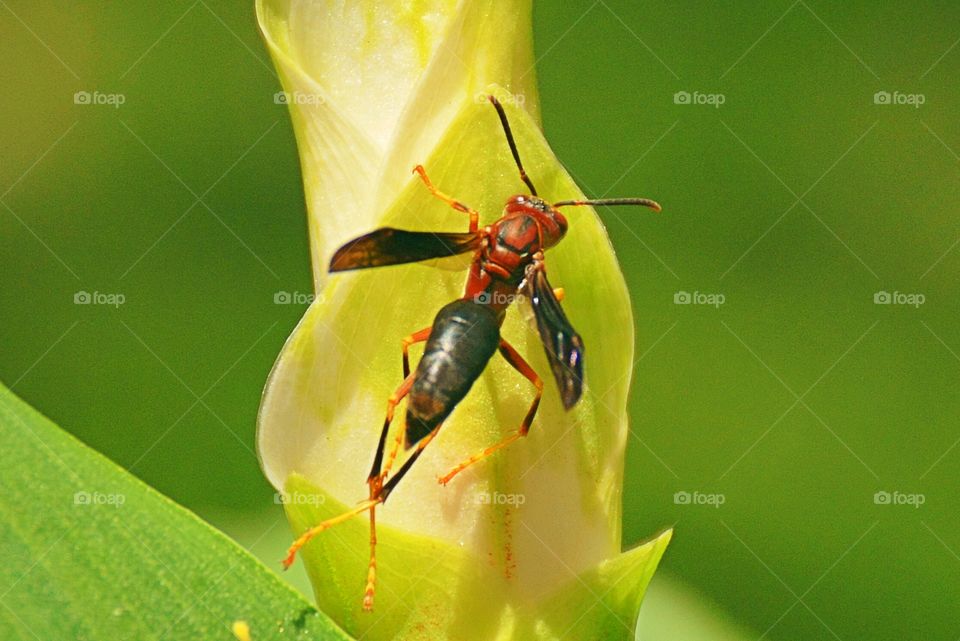 Wasp