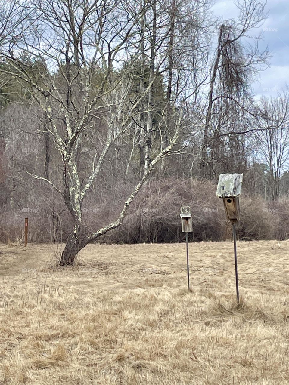 A barren tree with empty branches stands tall in a quiet field, while two bird post stands ready to welcome returning birds. The first hints of early Spring bring a sense of renewal to the peaceful, waiting landscape.
