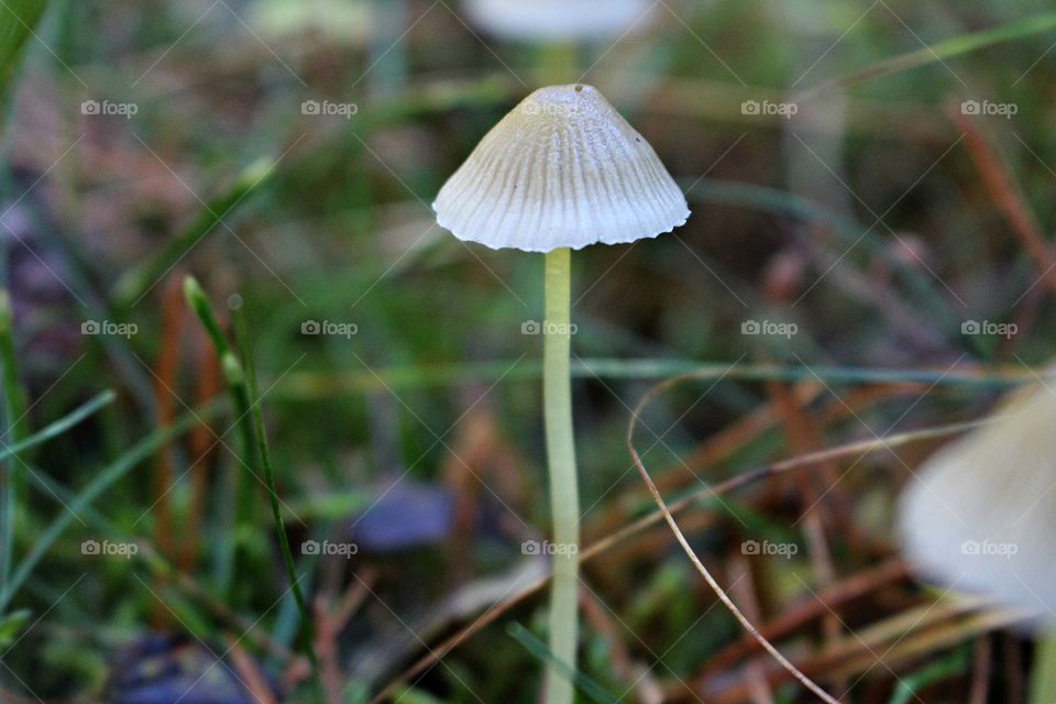 mushroom