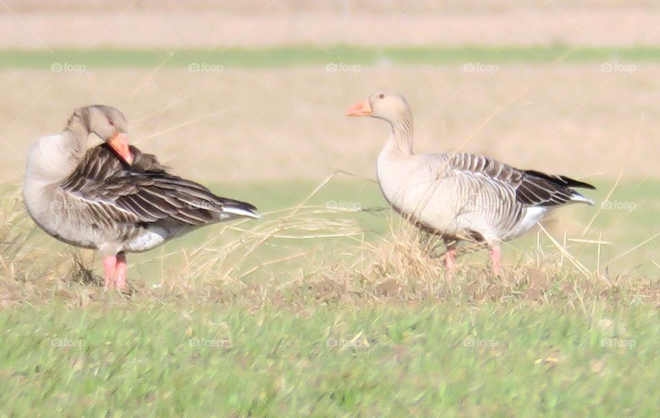 Pair of ducks 