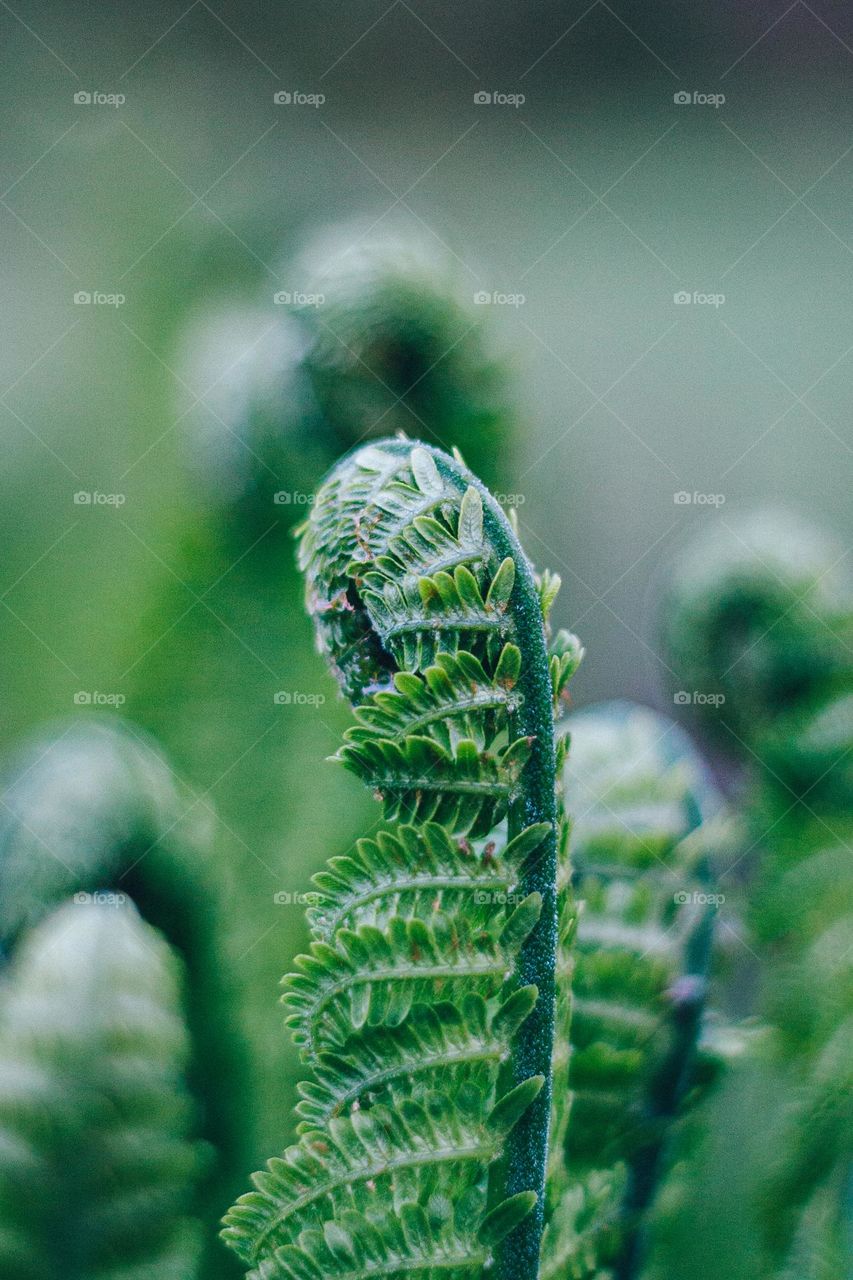 beautiful blooming fern