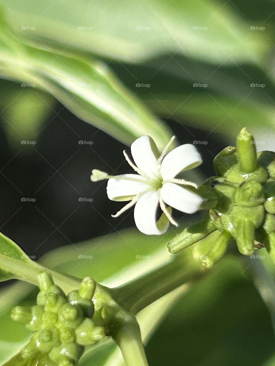     Small flower known as Morinda Citrifolia 