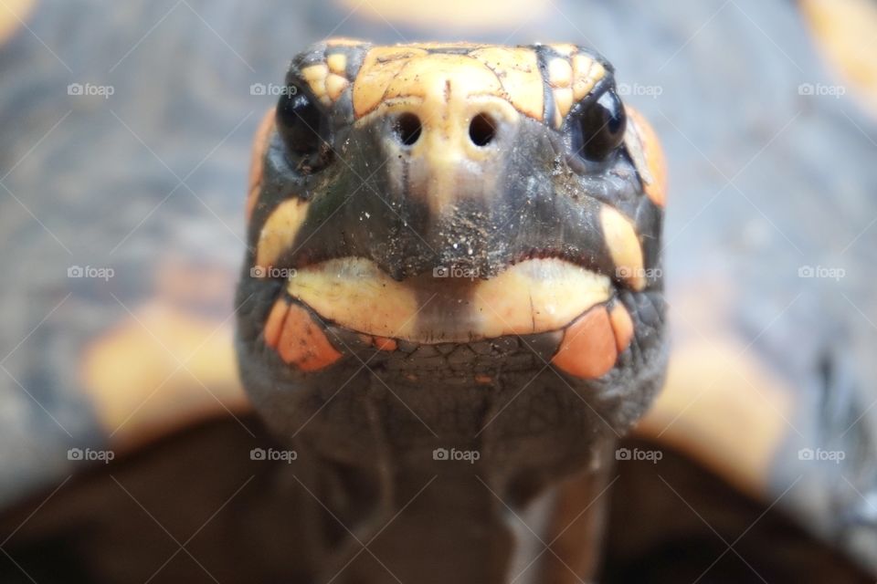 Close-up of Red Footed Tortoise ( Chelonoidis carbonarius). The species is common in Brazilian forests, from the Northeast to the Southeast.