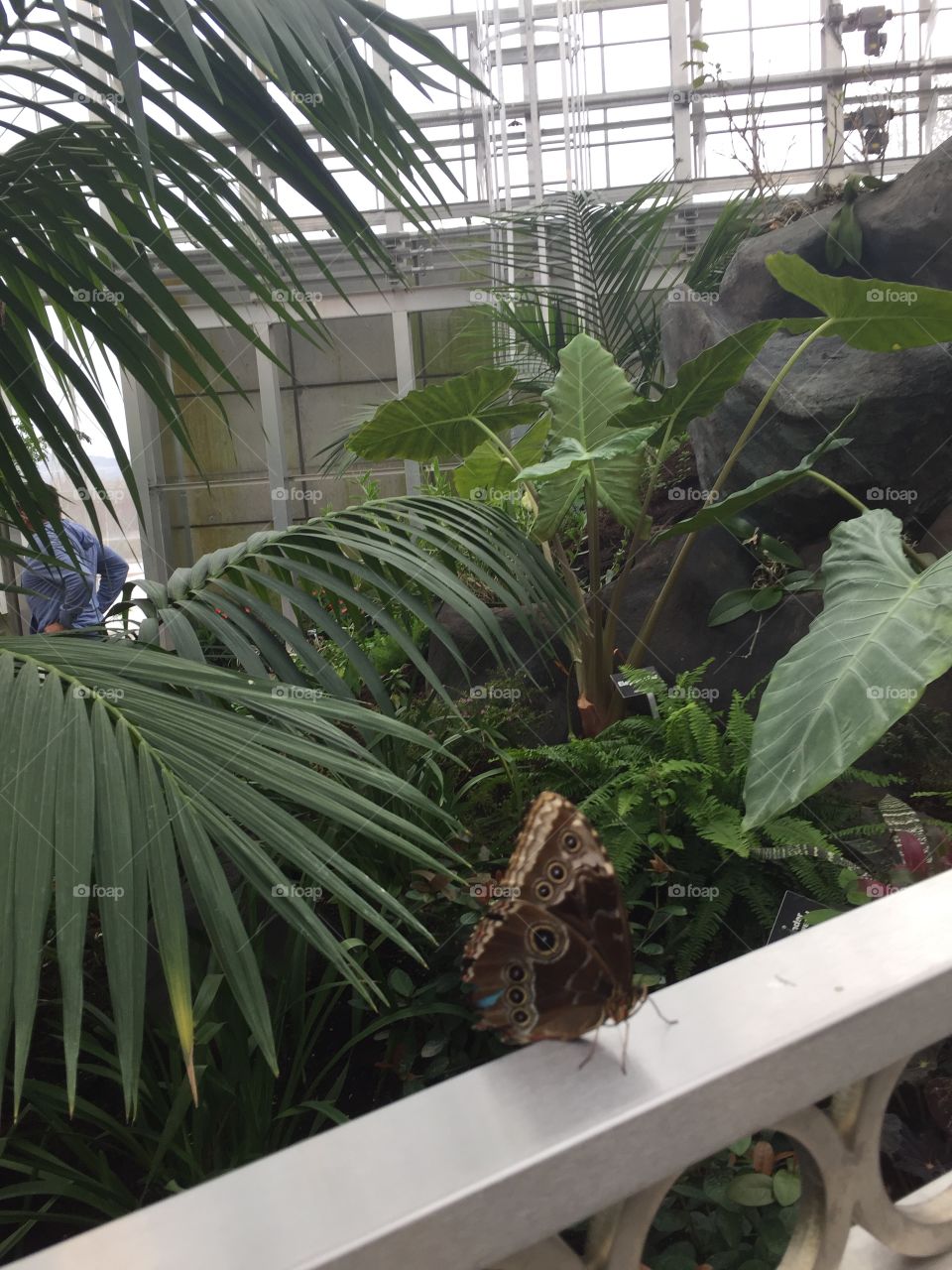 Green and Lush Rainforest. Solo Butterfly, Gorgeousness, Beauty, Hope, Light, Freedom, Kindness, open air, Home, A place to wear your hat, a place to feel like you belong, attachment, no fear, very close up, owl looking Butterfly. Drinking her water