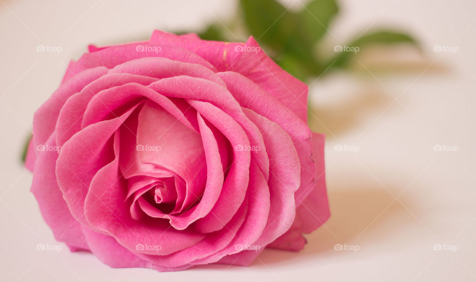 Pink rose. Pink rose in close-up on white background