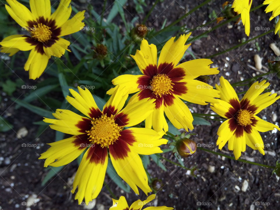 Flowers of the black forest