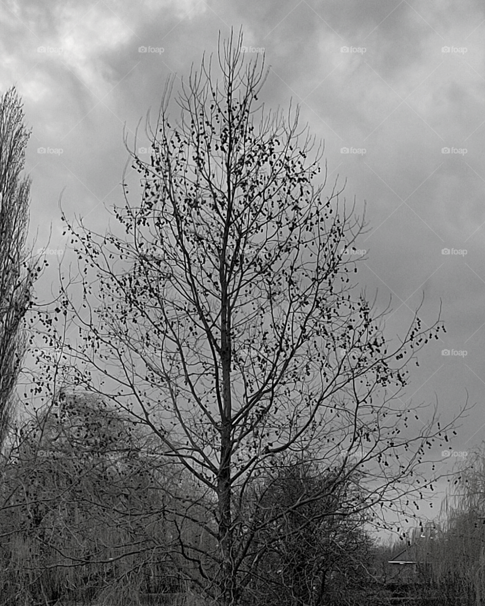 Tree in winter || Tree in Triangle Shape