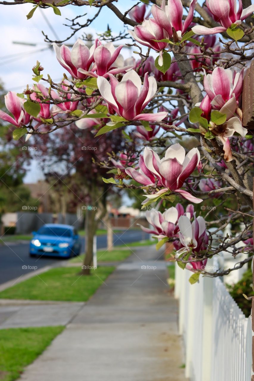 Flower, Nature, Garden, Flora, Tree