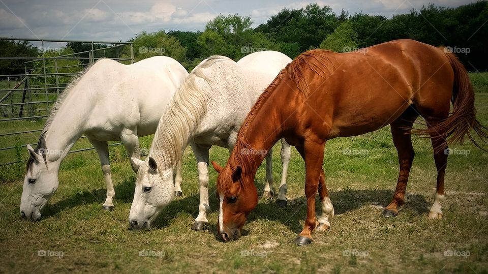 Three horses grazing together
