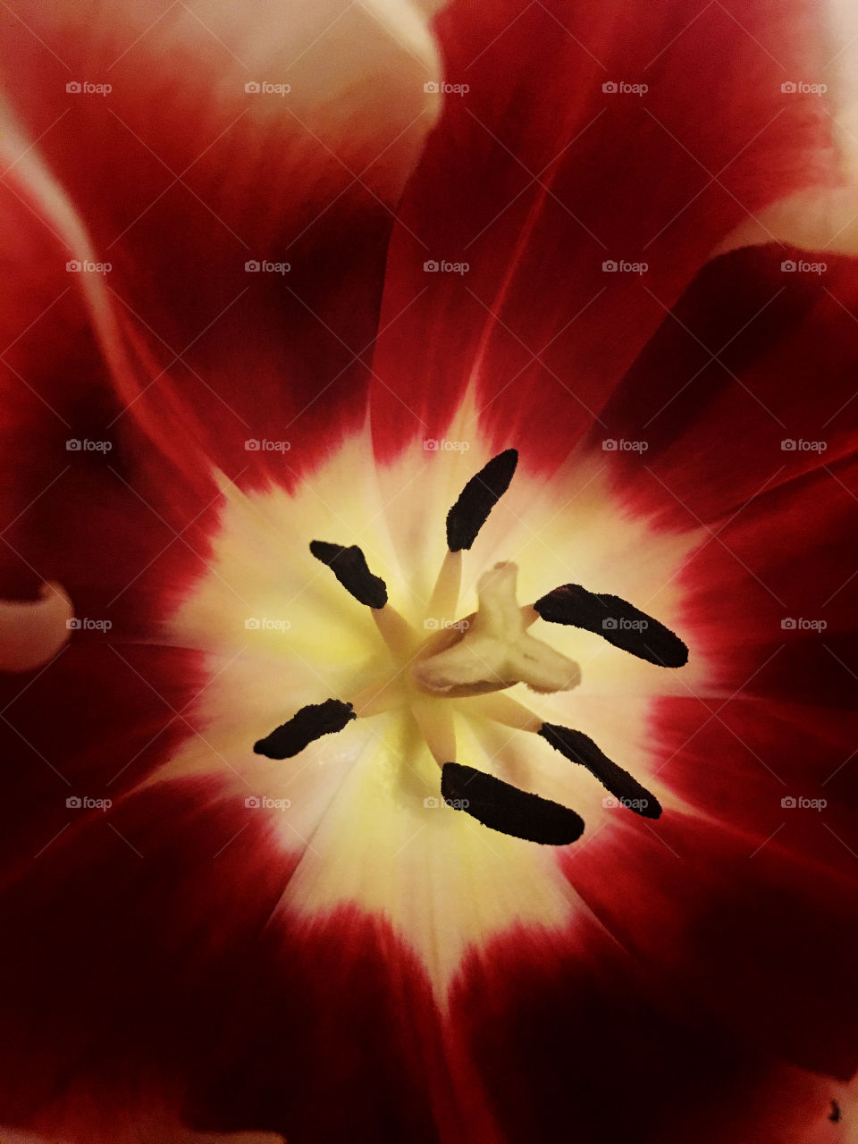 Closeup of the center of a blood red tulip, revealing the details of its reproductive parts