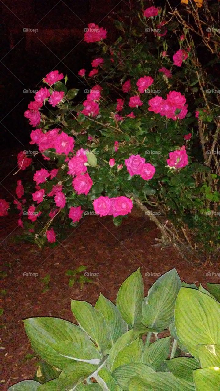 night roses