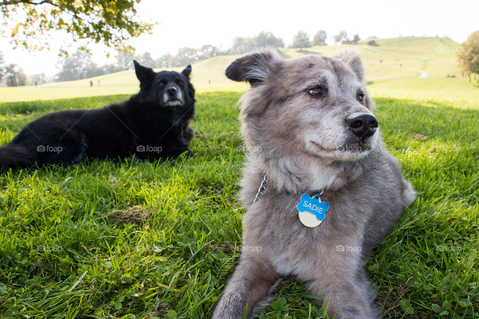 Close-up of dogs lying on grassy field