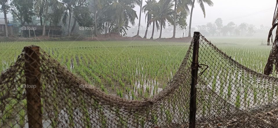 Fencing at the paddy field in winter