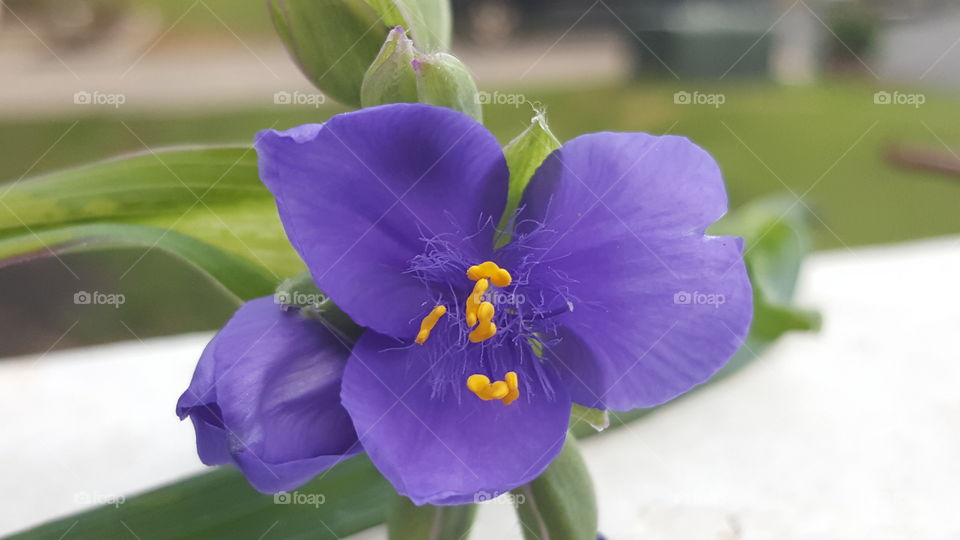 Flower stamen