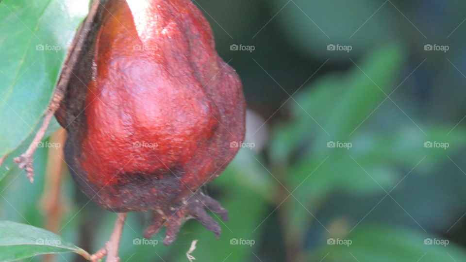 Close up of pomegranate