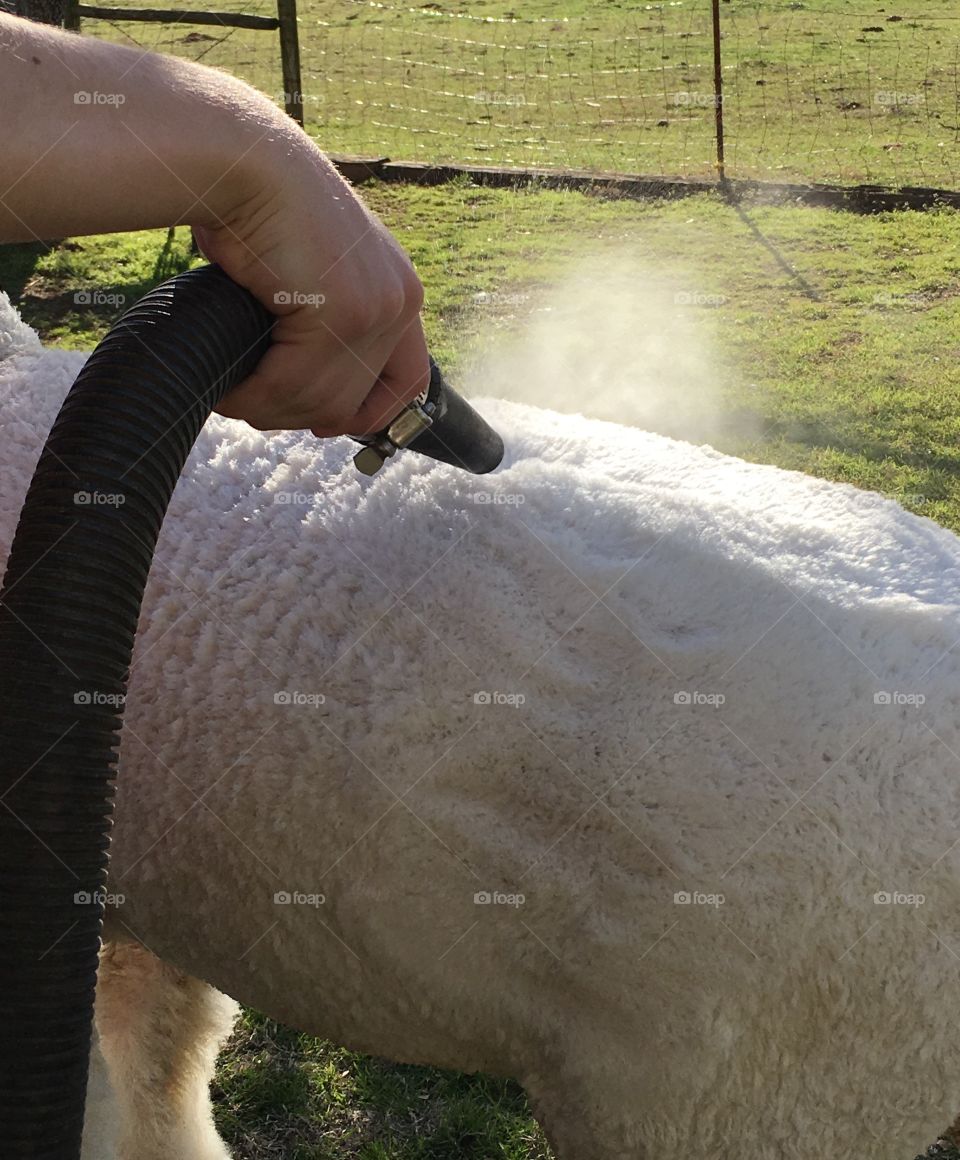 Blow drying a fine wool lamb after it was washed. 