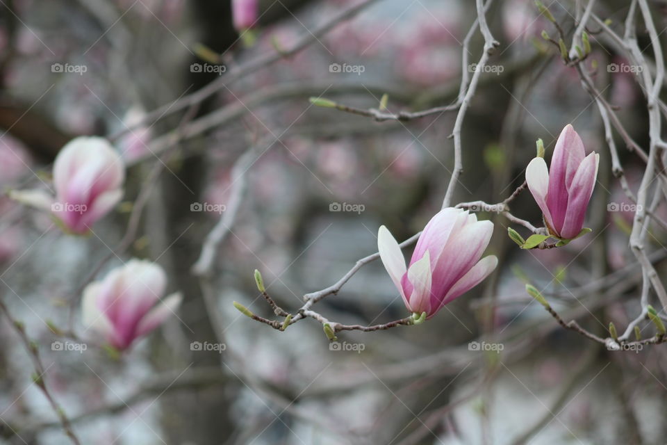 Magnolia blossoms in April 