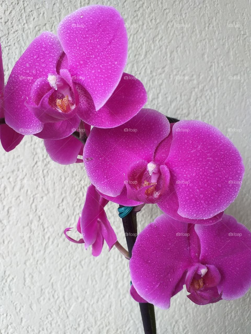 Pink orchid in a row