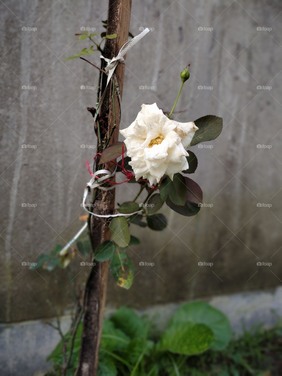 That which we call a rose, by any other name would smell as sweet. Don't pluck flowers.