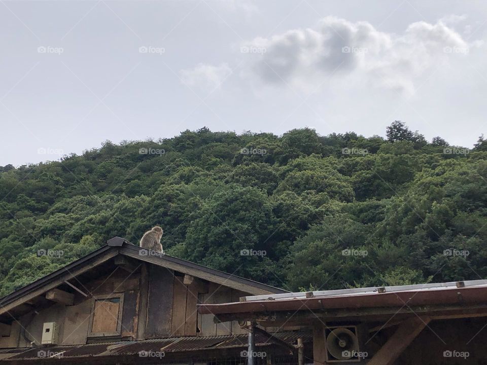 Monkey on rooftop