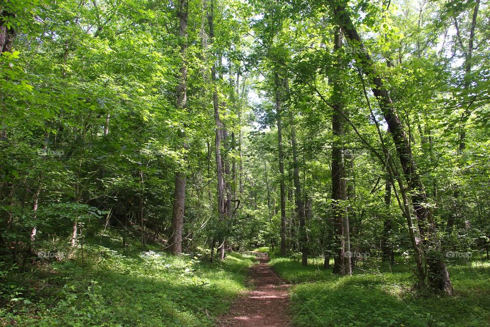 Footpath passing through forest