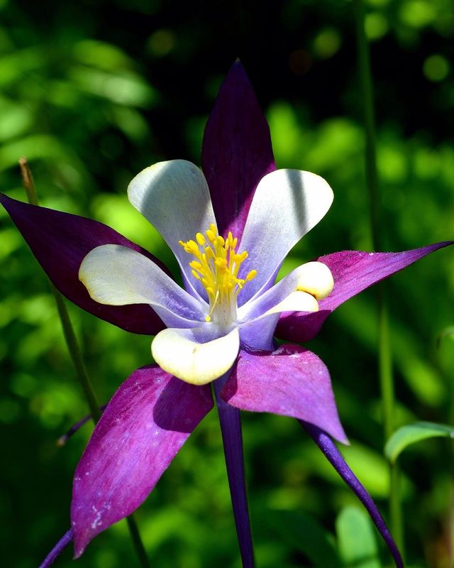 High angle view of flower